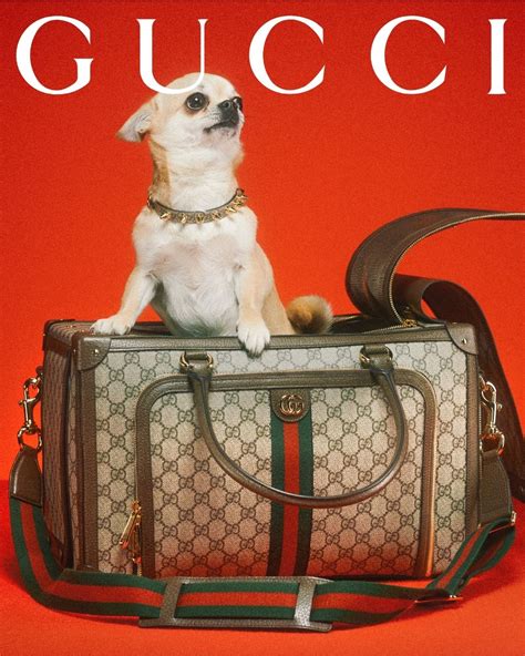 dog in gucci|Gucci dog collection.